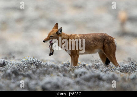 Äthiopische Wolf, Canis simensis, Fütterung auf Hase, Bale Mountains Nationalpark, Sanetti Plateau, Äthiopien, Endemisch, Abessinischer Wolf, rote Schakal, Rot fo Stockfoto