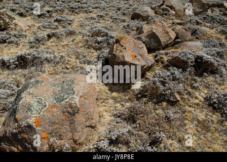 Flechten verschiedene Arten auf Rock, 4.000 m über dem Meeresspiegel, Sanetti Plateau, Bale Mountains Nationalpark, Äthiopien Stockfoto