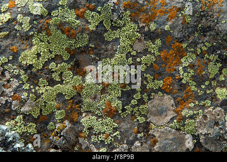 Flechten verschiedene Arten auf Rock, Sanetti Plateau, Bale Mountains Nationalpark, Äthiopien Stockfoto