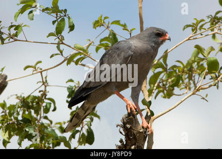 Dunkle Chanting Goshawk, Melierax metabates, Äthiopien, perhced im Baum Stockfoto