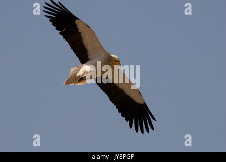 Schmutzgeier, Neophron percnopterus, Simien Mountains National Park, Äthiopien, in glight, Fliegen, blauer Himmel, Stockfoto