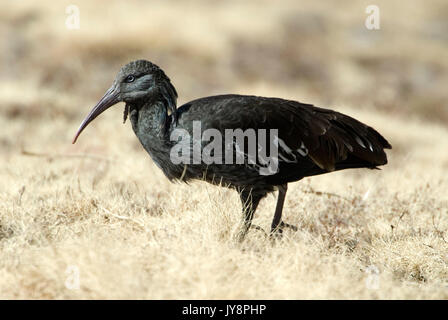 Gelbstirn-blatthühnchen Ibis, Bostrychia carunculata, Simien Mountains National Park, Äthiopien, Endemische Stockfoto