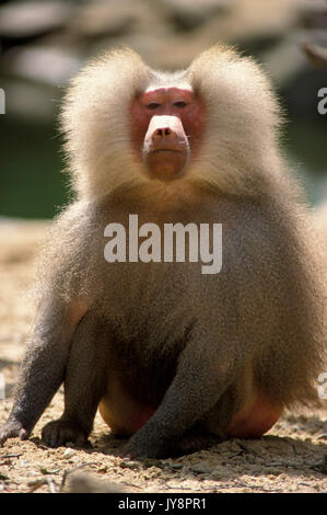 Hamadryas baboon, Papio hamadryas cyncocephalus, in die Kamera starrt, Captive, männlich, flauschige Fell, Hintergrundbeleuchtung, Äthiopien und Somalia Stockfoto