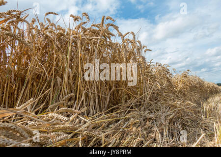 Großbritannien Landwirtschaft, niedrige Stufe Nahaufnahme von Weizen zur Ernte bereit gegen einen Sommer Himmel Hintergrund August 2017 Stockfoto