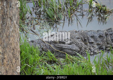 Nilkrokodil Stockfoto