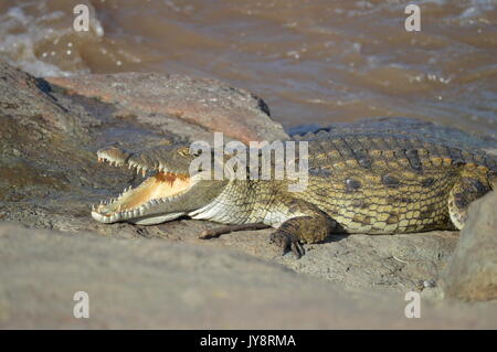 Nilkrokodil Stockfoto