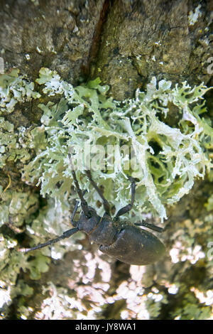 Longhorn Käfer krabbelte auf - starke Käfer und raue Rinde Stockfoto