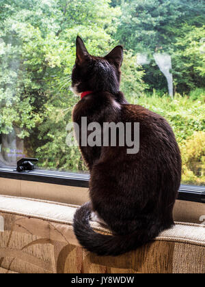 Eine schwarze Katze sitzt ein Wohnwagen Fenster und blickt auf die Szene draußen. Stockfoto