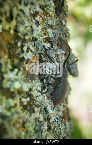 Longhorn Käfer krabbelte auf - starke Käfer und raue Rinde Stockfoto