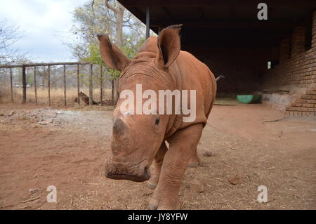 Weißes Nashorn Stockfoto