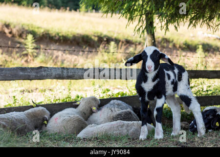 Junge Lamm stehen auf dem Rasen im Schatten Stockfoto