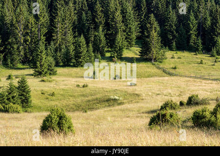 Tara Mountain Panorama Wiese und Wald Stockfoto