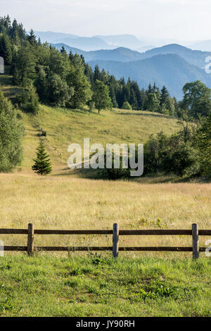 Tara Mountain Panorama Wiese und Wald Stockfoto