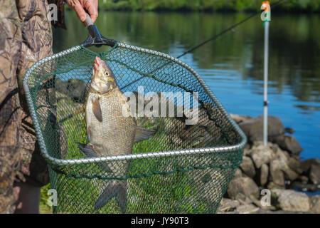 Fisch auf der Schnur in der Hand Fischer über bei der Landung Netz gegen Hintergrund mit im freien Wasser. Konzepte Glück, Erfolg, aktive Erholung, Hobbys Stockfoto