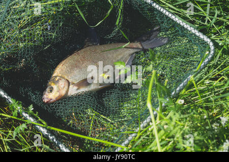 In der Nähe von grossen Fisch, Brassen in die Netze der Fischer am Strand, im Gras. Konzept der erfolgreichen Angeln. Verriegelung Stockfoto