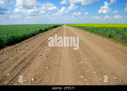 Ein Feldweg in Saskatchewan Ackerland zwischen unreifen duram Weizen und Raps Getreide. Stockfoto