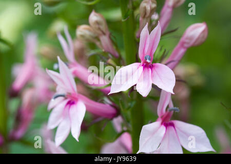 Lobelia 'Compton Pink' Blumen im Garten. Stockfoto