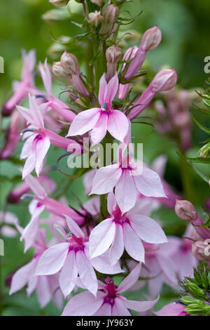 Lobelia 'Compton Pink' Blumen im Garten. Stockfoto