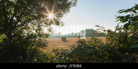 Eine Hecke reifender wilder Brombeeren mit runden Strohballen im Hintergrund bei Ravensthorpe in Northamptonshire, England Stockfoto