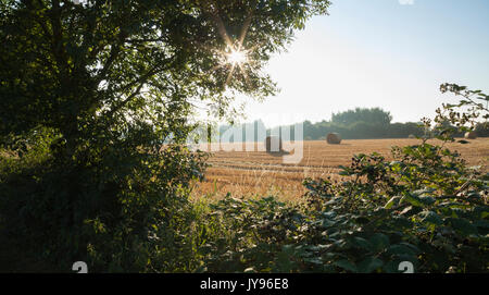 Eine Hecke reifender wilder Brombeeren mit runden Strohballen im Hintergrund bei Ravensthorpe in Northamptonshire, England Stockfoto