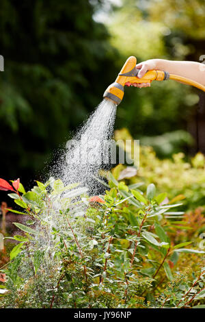 Frau, Bewässerung von Pflanzen im Garten Stockfoto