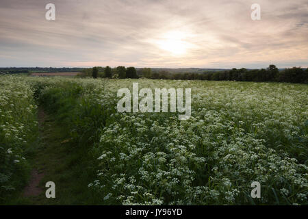 Ein Pfad schneidet durch eine Wiese voller blühender Kuh Petersilie in der Nähe von Sunset, Brixworth, Northamptonshire. Stockfoto