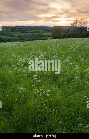 Eine Wiese Wiese mit Kuh Petersilie und Ranunkeln bei Sonnenuntergang in der Nähe von brixworth in Northamptonshire, England. Stockfoto