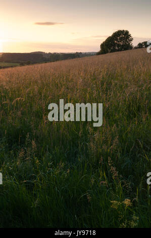 Goldenen Abendlicht auf das Gras einer Wiese Wiese mit Blick auf der Brampton Tal in der Nähe von brixworth in Northamptonshire, England. Stockfoto