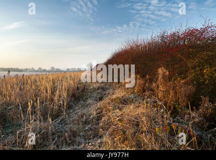 Ein Feldrand, der mit Samen tragenden Gräsern und Hecken mit roten Hagebuttenbeeren in der Morgendämmerung an einem frostigen Morgen, Anfang Dezember in Northamptonshire, gepflanzt wurde Stockfoto