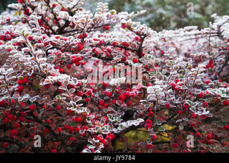 Leuchtend rote cotoneaster Beeren und feinen Blätter beschichtet in Reif auf einem kalten Dezember Morgen in einem englischen Garten. Stockfoto