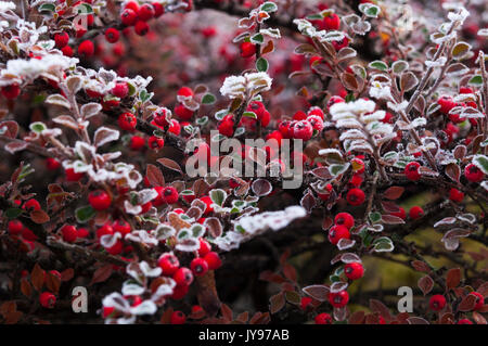 Leuchtend rote Cotoneaster-Beeren und zarte Blätter, die an einem kalten Dezembermorgen in einem englischen Vorstadtgarten mit Reifrost überzogen sind. Stockfoto