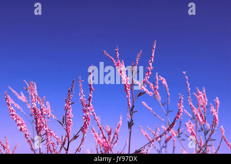 Rosa Blumen über blauen Himmel Hintergrund Stockfoto