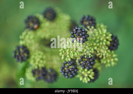 Aralia cordata spikenard,[1] pflanzliche Aralia,[2] udo (aus dem Japanischen: 独活),[3] japanischer Spikenard,[3] und Bergspargel Stockfoto