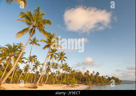 Strand mit Kokospalmen in der Dominikanischen Republik Stockfoto