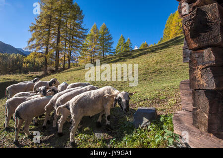 Frisch geschorener Schafe unter den Lärchen von Zermatt grasen. Die Schweiz. Europa Stockfoto