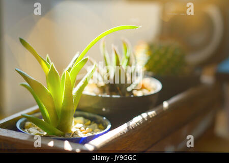 Kleine Kaktus in Holzkasten mit Sonne leichte und weiche blur Hintergrund Stockfoto