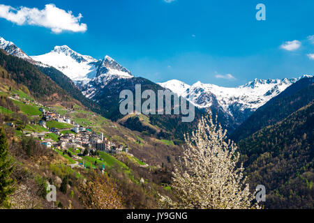 Kirschblüten und grüne Felder Signal die Ankunft des Frühlings in Albaredo. Bitto Valley. Bergamasker Alpen. Valtellina. In der Lombardei. Italien. Europa Stockfoto