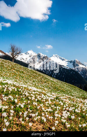 Die grünen Felder und Blumen im Kontrast zu den schneebedeckten Gipfeln der bitto Valley. Corte Grande. Bergamasker Alpen. valtellina Lombardei, Italien, Europa Stockfoto