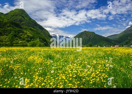 Die blühende Wiesen auf dem Talboden des Valtellina. sirta. Lombardei, Italien, Europa Stockfoto