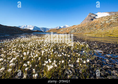 Blühende von eriofori auf Levanne Berge. Nationalpark Gran Paradiso. Berg Nivolet Stockfoto