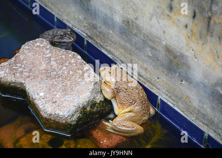 Gelb und Schwarz Frosch Frosch ein Ziegelstein auf Wasser festhalten. Kröte entspannen auf dem Wasser Stockfoto