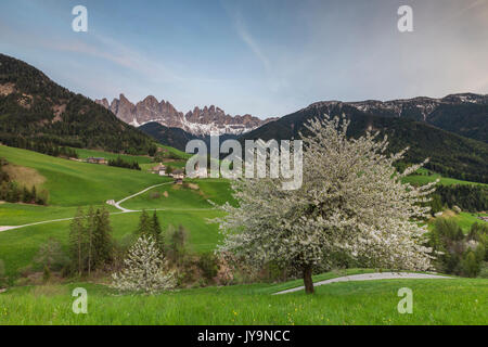 Blühende Rahmen das Dorf St. Magdalena und der Geisler-Gruppe. Villnösser Tal Südtirol Dolomiten Italien Europa Stockfoto