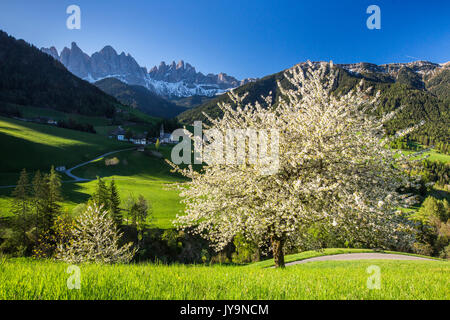 Blühende Rahmen das Dorf St. Magdalena und der Geisler-Gruppe. Villnösser Tal Südtirol Dolomiten Italien Europa Stockfoto