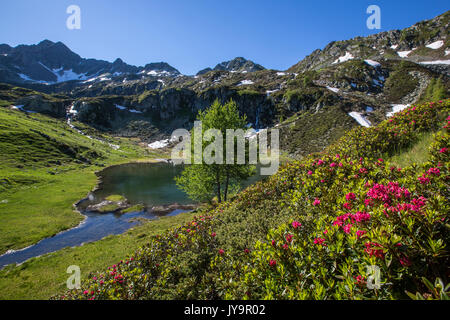 Rhododendren und Seen Porcile Tartano Tal Orobie Alpen Lombardei Italien Europa Stockfoto