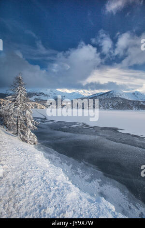 Verschneite Bäume am Ufer des gefrorenen See Sils Oberengadin Kanton Graubünden Schweiz Europa Stockfoto