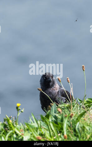 Dohle auf der Suche nach Insekten in Gras. Stockfoto