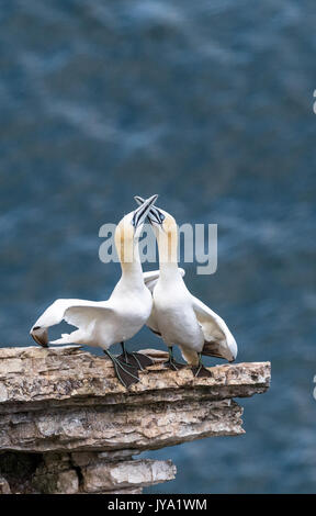 Männliche und weibliche Basstölpel kleben zusammen auf der schmalen Felskante. Stockfoto