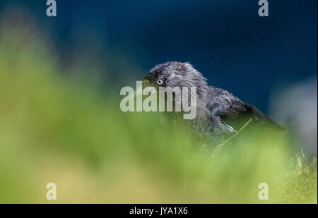 Dohle auf der Suche nach Insekten in Gras. Stockfoto