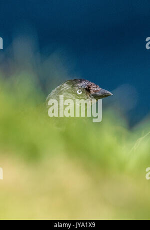 Dohle auf der Suche nach Insekten in Gras. Stockfoto