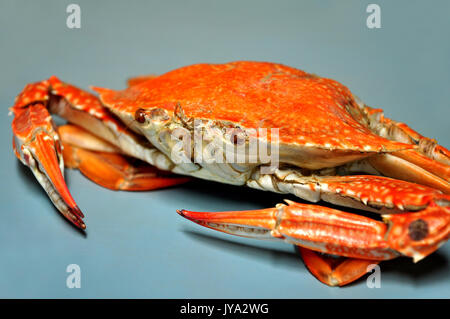 Frische gedämpfte Krabben in Chumphon Provinz, Thailand. Stockfoto